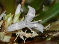Kryptantus (Cryptanthus warren-loosei)