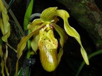 Phragmipedium (Phragmipedium longifolium)