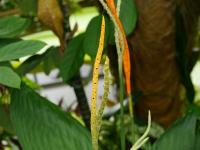 Chamedorea (Chamaedorea ernesti-augusti)