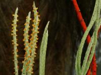 Chamedorea (Chamaedorea ernesti-augusti)