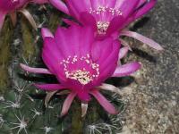 Echinopsis