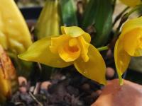 Lykaste (Lycaste bradeorum)