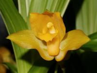 Lykaste (Lycaste bradeorum)