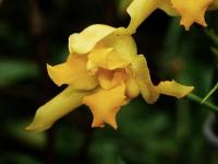 Lykaste (Lycaste consobrina)