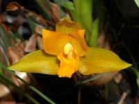 Lykaste (Lycaste consobrina)