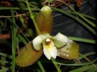 Lykaste (Lycaste dowiana)