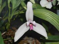 Lykaste (Lycaste virginalis)