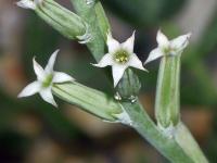 Adromischus (Adromischus cristatus)