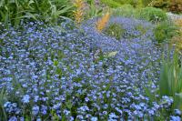 Pomněnka (Myosotis)