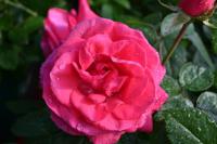 Růže 'Cherry Lady' (Rosa)