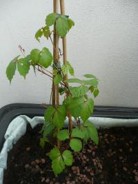 Loubinec trojlaločný Veitch Boskoop - rostlina (Parthenocissus tricuspidata)