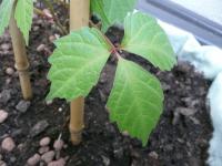 Loubinec trojlaločný Veitch Boskoop (Parthenocissus tricuspidata)