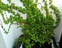 Loubinec trojlaločný kultivar Veitch Boskoop - celá rostlina (Parthenocissus tricuspidata)