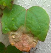 Loubinec trojlaločný kultivar Veitch Boskoop - schnoucí list (Parthenocissus tricuspidata)