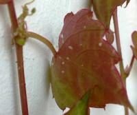 Loubinec trojlaločný kultivar Veitch Boskoop - asi napadený list (Parthenocissus tricuspidata)