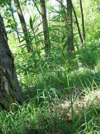 Kokořík přeslenitý (Polygonatum verticillatum)