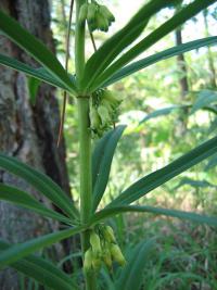 Kokořík přeslenitý (Polygonatum verticillatum)