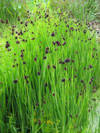 Sítina mečolistá (Juncus ensifolius)