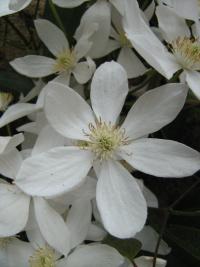 Plamének Armandův 'Snowdrift' (Clematis armandii)
