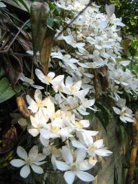 Plamének Armandův 'Snowdrift' (Clematis armandii)