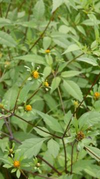 Dvouzubec trojdílný (Bidens tripartita)