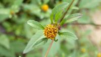 Dvouzubec trojdílný (Bidens tripartita)