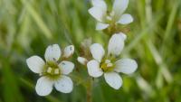 Lomikámen zrnatý (Saxifraga granulata)