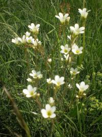 Lomikámen zrnatý (Saxifraga granulata)