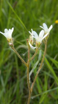 Lomikámen zrnatý (Saxifraga granulata)
