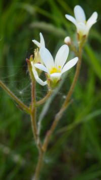 Lomikámen zrnatý (Saxifraga granulata)