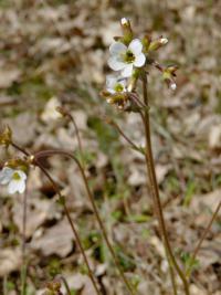 Lomikámen zrnatý (Saxifraga granulata)