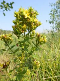 Třezalka tečkovaná (Hypericum tetrapterum)
