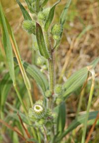 Turan ostrý (Erigeron acris)