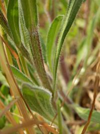 Turan ostrý (Erigeron acris)