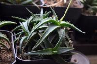 Aloe (Aloe)
