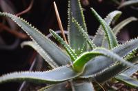 Aloe (Aloe)