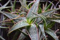 Aloe (Aloe)