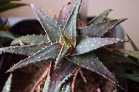 Aloe (Aloe)
