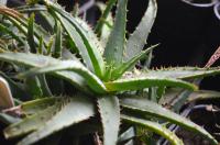 Aloe (Aloe)