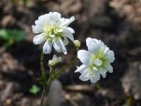 Lomikámen zrnatý 'Flore Pleno' (Saxifraga granulata)