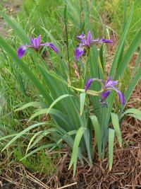 Kosatec (Iris tenax)