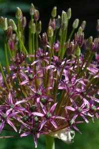 Česnek 'Taobago' (Allium)
