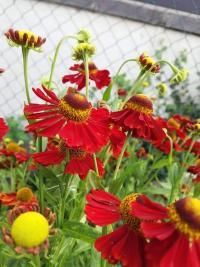 Záplevák (Helenium)
