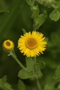 Blešník úplavičný (Pulicaria dysenterica)