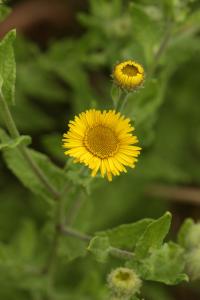 Blešník úplavičný (Pulicaria dysenterica)