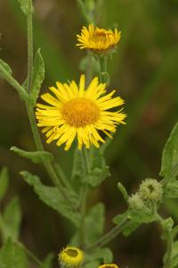 Blešník úplavičný (Pulicaria dysenterica)