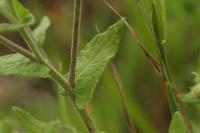 Blešník úplavičný (Pulicaria dysenterica)