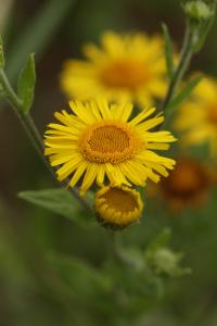 Blešník úplavičný (Pulicaria dysenterica)