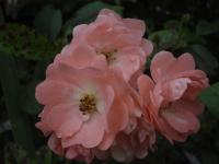 Růže 'Souvenir d'Adolphe Turc' - Mnohokvěté růže