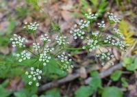 Drsnoplodík moračovitý (Trachyspermum ammi)